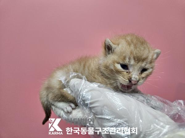 보호중 한국 고양이…